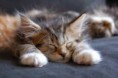 /album/maine-coon-mainska-myvalia/images-3-jpg/